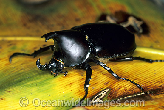 Rhinoceros Beetle Xylotrupes gideon photo