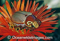 Christmas Beetle Anoplognathus boisduvali Photo - Gary Bell