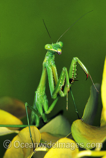 Giant Australian Mantis Hierodula majuscuca photo