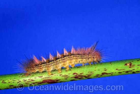 Moth caterpillar Spilosoma canescens photo