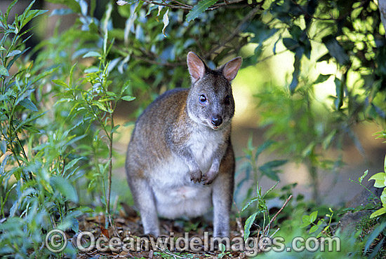 Red-necked Pademelon (Thylogale thetis). Found inhabiting rainforests and wet eucalypt forests of south-eastern Qld and eastern NSW, Australia. Photo taken Lamington National Park, Queensland, Australia. Photo - Gary Bell Red-necked Pademelon (Thylogale thetis). Found inhabiting rainforests and wet eucalypt forests of south-eastern Qld and eastern NSW, Australia. Photo taken Lamington National Park, Queensland, Australia. Photo - Gary Bell