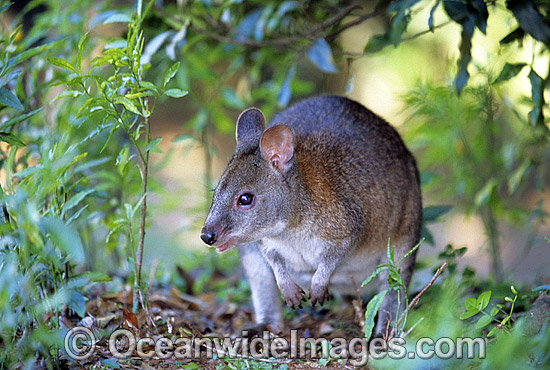 Red-necked Pademelon Thylogale thetis photo Red-necked Pademelon Thylogale thetis photo