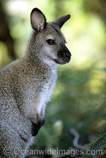 Red-necked Wallaby (Macropus rufogriseus rufogriseus). A sub-species of the mainland Red-necked Wallaby. Also known as Bennett's Wallaby. Found in eucalypt forest and coastal heathland areas of Tasmania, Australia. Photo - Gary Bell Red-necked Wallaby (Macropus rufogriseus rufogriseus). A sub-species of the mainland Red-necked Wallaby. Also known as Bennett's Wallaby. Found in eucalypt forest and coastal heathland areas of Tasmania, Australia. Photo - Gary Bell