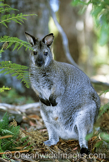 Red-necked Wallaby (Macropus rufogriseus rufogriseus). A sub-species of the mainland Red-necked Wallaby. Also known as Bennett's Wallaby. Found in eucalypt forest and coastal heathland areas of Tasmania, Australia. Photo - Gary Bell Red-necked Wallaby (Macropus rufogriseus rufogriseus). A sub-species of the mainland Red-necked Wallaby. Also known as Bennett's Wallaby. Found in eucalypt forest and coastal heathland areas of Tasmania, Australia. Photo - Gary Bell