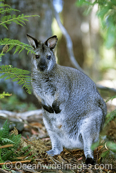 Red-necked Wallaby photo