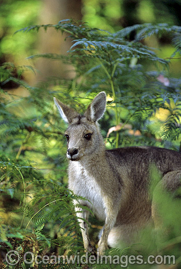 Forester Kangaroo (Macropus giganteus tasmaniensis), is recognised as the Tasmanian subspecies of the Eastern Grey Kangaroo (Macropus giganteus) found on mainland Australia. Photo taken in Tasmania, Australia. Photo - Gary Bell Forester Kangaroo (Macropus giganteus tasmaniensis), is recognised as the Tasmanian subspecies of the Eastern Grey Kangaroo (Macropus giganteus) found on mainland Australia. Photo taken in Tasmania, Australia. Photo - Gary Bell