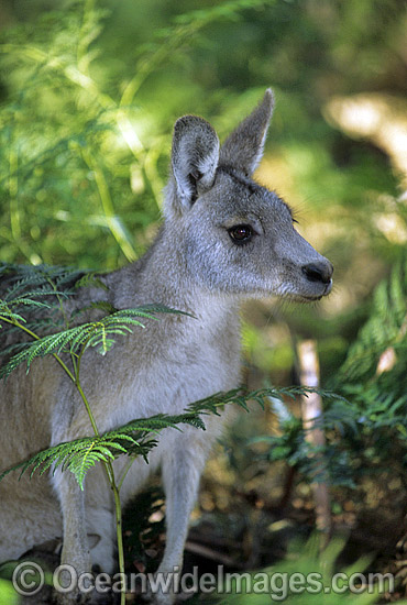 Forester Kangaroo Macropus giganteus photo