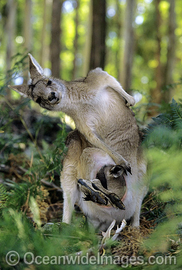 Forester Kangaroo (Macropus giganteus tasmaniensis) mother with joey in pouch, is recognised as the Tasmanian subspecies of the Eastern Grey Kangaroo (Macropus giganteus) found on mainland Australia. Photo taken in Tasmania, Australia. Photo - Gary Bell Forester Kangaroo (Macropus giganteus tasmaniensis) mother with joey in pouch, is recognised as the Tasmanian subspecies of the Eastern Grey Kangaroo (Macropus giganteus) found on mainland Australia. Photo taken in Tasmania, Australia. Photo - Gary Bell