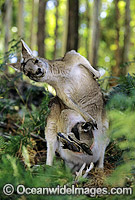 Forester Kangaroo mother with joey Photo - Gary Bell