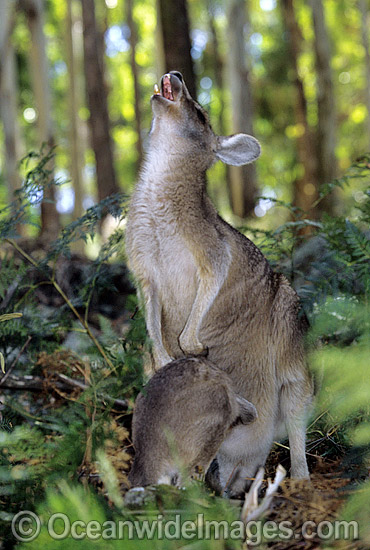 Forester Kangaroo (Macropus giganteus tasmaniensis) mother with joey in pouch, is recognised as the Tasmanian subspecies of the Eastern Grey Kangaroo (Macropus giganteus) found on mainland Australia. Photo taken in Tasmania, Australia. Photo - Gary Bell
