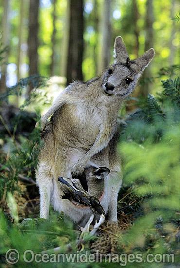 Forester Kangaroo (Macropus giganteus tasmaniensis) mother with joey in pouch, is recognised as the Tasmanian subspecies of the Eastern Grey Kangaroo (Macropus giganteus) found on mainland Australia. Photo taken in Tasmania, Australia. Photo - Gary Bell Forester Kangaroo (Macropus giganteus tasmaniensis) mother with joey in pouch, is recognised as the Tasmanian subspecies of the Eastern Grey Kangaroo (Macropus giganteus) found on mainland Australia. Photo taken in Tasmania, Australia. Photo - Gary Bell