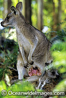 Forester Kangaroo mother with joey Photo - Gary Bell