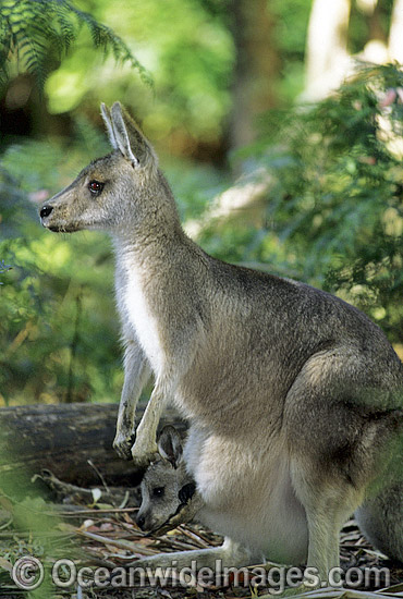 Forester Kangaroo (Macropus giganteus tasmaniensis) mother with joey in pouch, is recognised as the Tasmanian subspecies of the Eastern Grey Kangaroo (Macropus giganteus) found on mainland Australia. Photo taken in Tasmania, Australia. Photo - Gary Bell Forester Kangaroo (Macropus giganteus tasmaniensis) mother with joey in pouch, is recognised as the Tasmanian subspecies of the Eastern Grey Kangaroo (Macropus giganteus) found on mainland Australia. Photo taken in Tasmania, Australia. Photo - Gary Bell