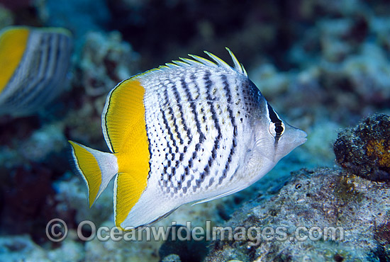 Merten's Butterflyfish (Chaetodon mertensii). Great Barrier Reef, Queensland, Australia Photo - Gary Bell Merten's Butterflyfish (Chaetodon mertensii). Great Barrier Reef, Queensland, Australia Photo - Gary Bell