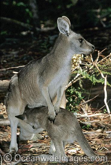 Forester Kangaroo (Macropus giganteus tasmaniensis) mother with joey suckling milk, is recognised as the Tasmanian subspecies of the Eastern Grey Kangaroo (Macropus giganteus) found on mainland Australia. Photo taken in Tasmania, Australia. Photo - Gary Bell Forester Kangaroo (Macropus giganteus tasmaniensis) mother with joey suckling milk, is recognised as the Tasmanian subspecies of the Eastern Grey Kangaroo (Macropus giganteus) found on mainland Australia. Photo taken in Tasmania, Australia. Photo - Gary Bell