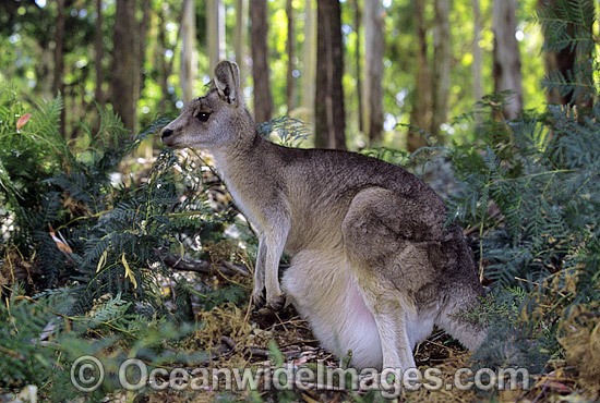 Forester Kangaroo joey in pouch photo