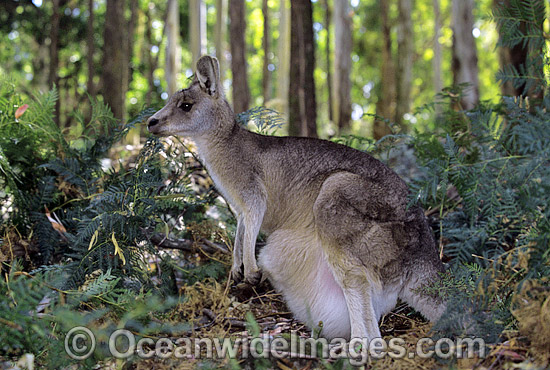 Forester Kangaroo (Macropus giganteus tasmaniensis) mother with joey in pouch, is recognised as the Tasmanian subspecies of the Eastern Grey Kangaroo (Macropus giganteus) found on mainland Australia. Photo taken in Tasmania, Australia. Photo - Gary Bell Forester Kangaroo (Macropus giganteus tasmaniensis) mother with joey in pouch, is recognised as the Tasmanian subspecies of the Eastern Grey Kangaroo (Macropus giganteus) found on mainland Australia. Photo taken in Tasmania, Australia. Photo - Gary Bell