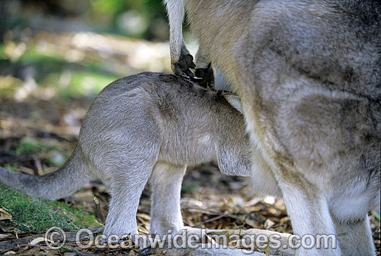 Forester Kangaroo mother with joey photo