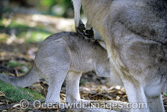 Forester Kangaroo (Macropus giganteus tasmaniensis) mother with joey entering pouch, is recognised as the Tasmanian subspecies of the Eastern Grey Kangaroo (Macropus giganteus) found on mainland Australia. Photo taken in Tasmania, Australia. Photo - Gary Bell Forester Kangaroo (Macropus giganteus tasmaniensis) mother with joey entering pouch, is recognised as the Tasmanian subspecies of the Eastern Grey Kangaroo (Macropus giganteus) found on mainland Australia. Photo taken in Tasmania, Australia. Photo - Gary Bell