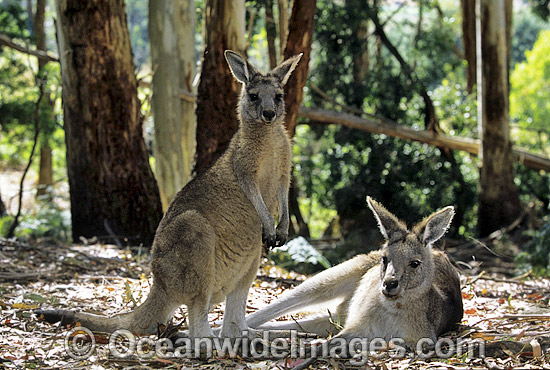 Forester Kangaroo (Macropus giganteus tasmaniensis), is recognised as the Tasmanian subspecies of the Eastern Grey Kangaroo (Macropus giganteus) found on mainland Australia. Photo taken in Tasmania, Australia. Photo - Gary Bell Forester Kangaroo (Macropus giganteus tasmaniensis), is recognised as the Tasmanian subspecies of the Eastern Grey Kangaroo (Macropus giganteus) found on mainland Australia. Photo taken in Tasmania, Australia. Photo - Gary Bell