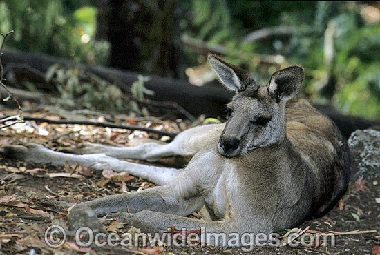 Forester Kangaroo resting photo