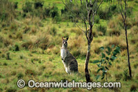 Eastern Grey Kangaroo New England National Park Photo - Gary Bell