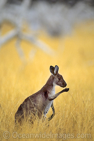 Western Grey Kangaroo eating grass photo
