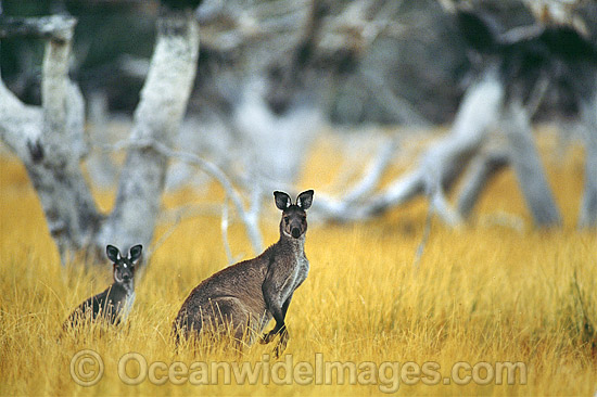 Western Grey Kangaroo photo Western Grey Kangaroo photo