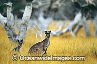 Western Grey Kangaroo Photo - Gary Bell