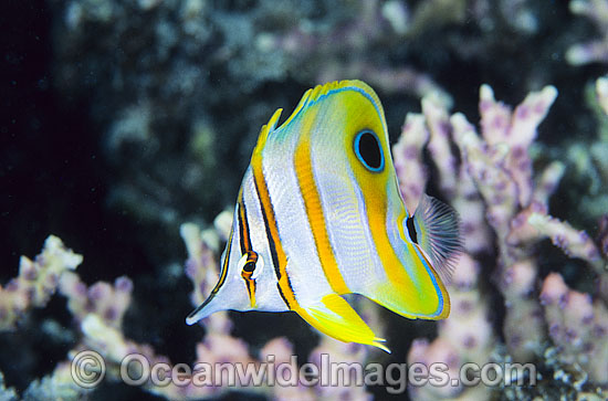 Beaked Butterflyfish Chelmon rostratus photo