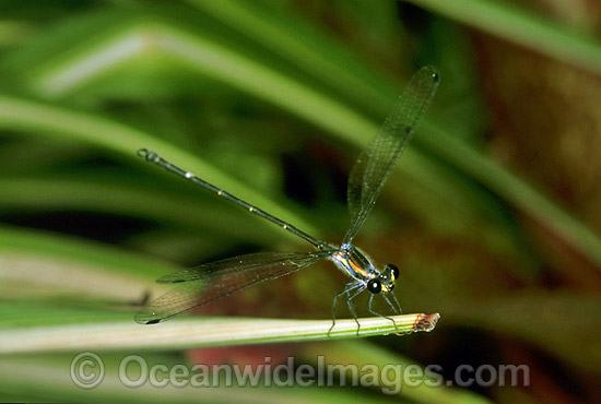 Sydney Flatwing Dragonfly (Austroargiolestes isabellae). Coffs Harbour, New South Wales, Australia Photo - Gary Bell
