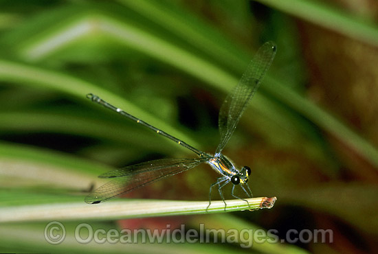 Sydney Flatwing Dragonfly (Austroargiolestes isabellae). Coffs Harbour, New South Wales, Australia Photo - Gary Bell Sydney Flatwing Dragonfly (Austroargiolestes isabellae). Coffs Harbour, New South Wales, Australia Photo - Gary Bell