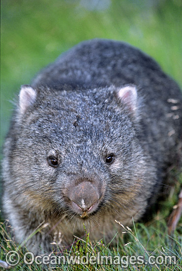 Common Wombat Vombatus ursinus photo Common Wombat Vombatus ursinus photo