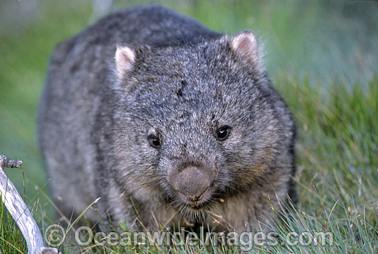 Common Wombat Vombatus ursinus photo