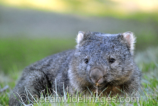 Common Wombat Vombatus ursinus photo Common Wombat Vombatus ursinus photo