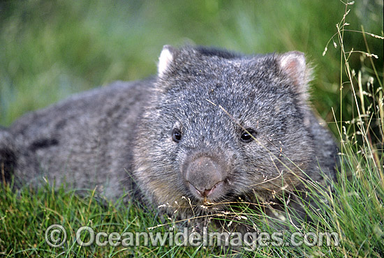 Common Wombat Vombatus ursinus photo