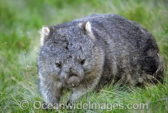 Common Wombat (Vombatus ursinus). Cradle Mountain, Tasmania, Australia Photo - Gary Bell Common Wombat (Vombatus ursinus). Cradle Mountain, Tasmania, Australia Photo - Gary Bell