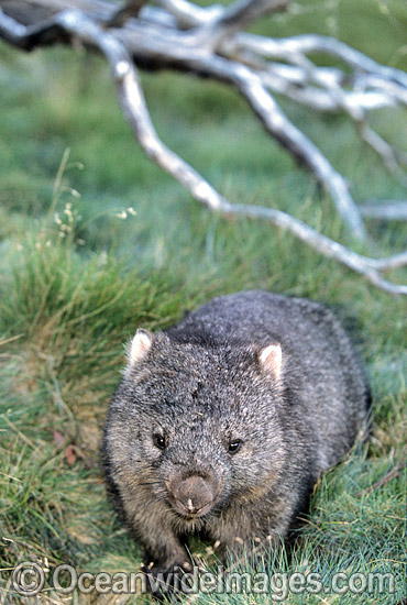 Common Wombat Vombatus ursinus photo Common Wombat Vombatus ursinus photo