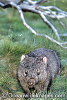 Common Wombat Vombatus ursinus Photo - Gary Bell