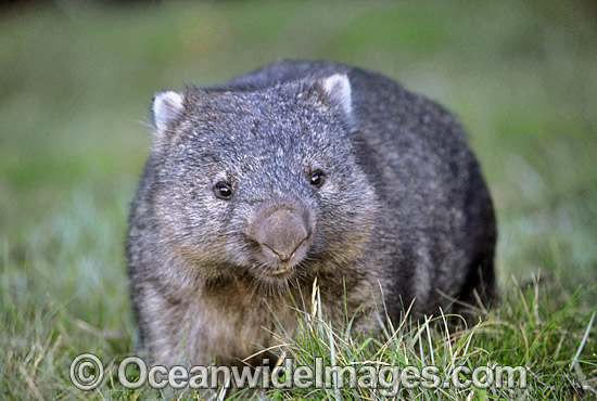 Common Wombat Vombatus ursinus photo Common Wombat Vombatus ursinus photo