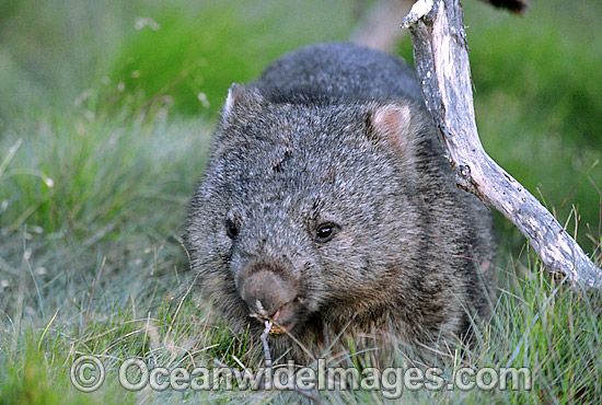 Common Wombat Vombatus ursinus photo Common Wombat Vombatus ursinus photo
