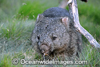 Common Wombat Vombatus ursinus Photo - Gary Bell