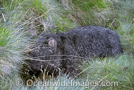 Common Wombat (Vombatus ursinus). Cradle Mountain, Tasmania, Australia Photo - Gary Bell