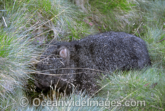 Common Wombat Vombatus ursinus photo Common Wombat Vombatus ursinus photo