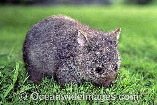 Baby Common Wombat (Vombatus ursinus). Mole Creek, Tasmania, Australia Photo - Gary Bell