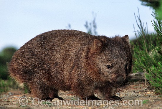 Common Wombat Vombatus ursinus photo
