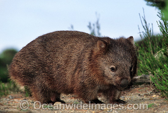 Common Wombat Vombatus ursinus photo Common Wombat Vombatus ursinus photo