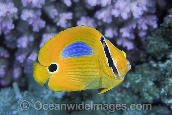 Blue-spot Butterflyfish (Chaetodon plebeius). Great Barrier Reef, Queensland, Australia Photo - Gary Bell Blue-spot Butterflyfish (Chaetodon plebeius). Great Barrier Reef, Queensland, Australia Photo - Gary Bell