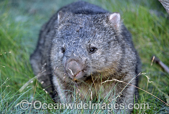 Common Wombat Vombatus ursinus photo Common Wombat Vombatus ursinus photo