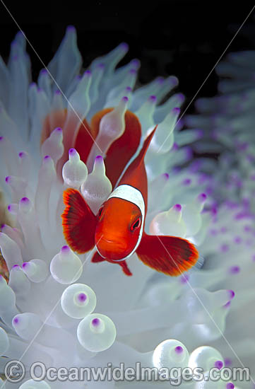 Spine-cheek Anemonefish Premnas biaculeatus photo